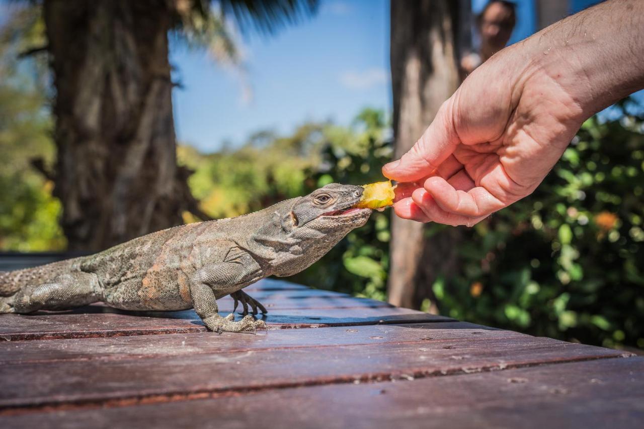 Mikado Natural Lodge بلايا أفيينا المظهر الخارجي الصورة